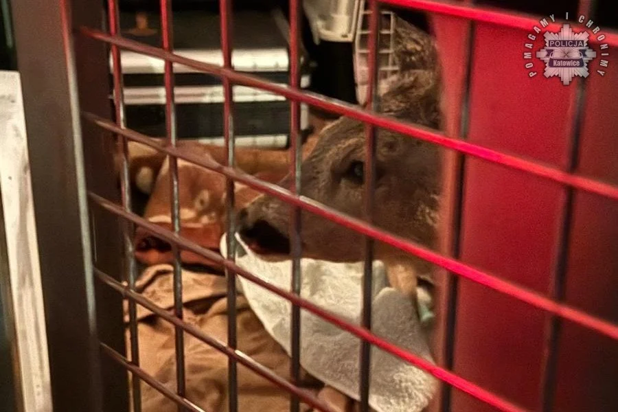 Niecodzienna interwencja na Bocheńskiego. Sarna pod opieką dzięki policjantom