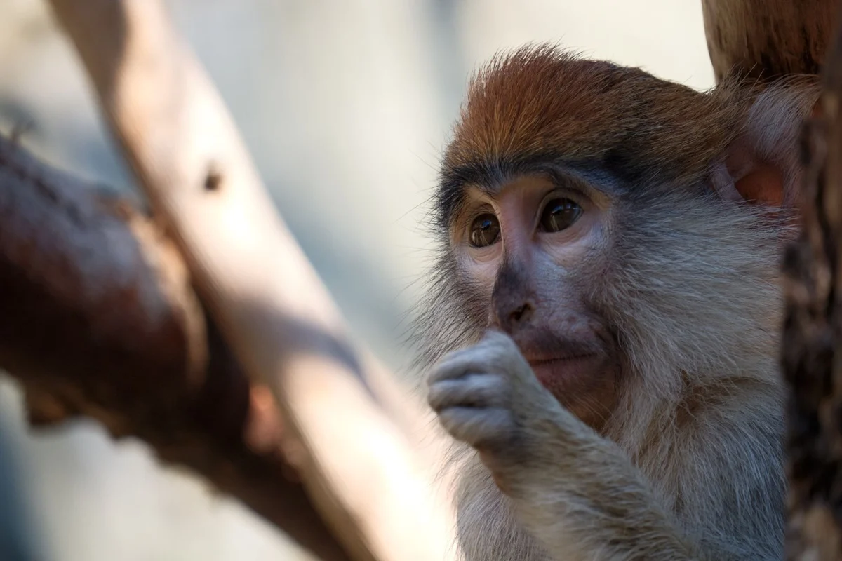 Nowe ceny biletów do Śląskiego Ogrodu Zoologicznego