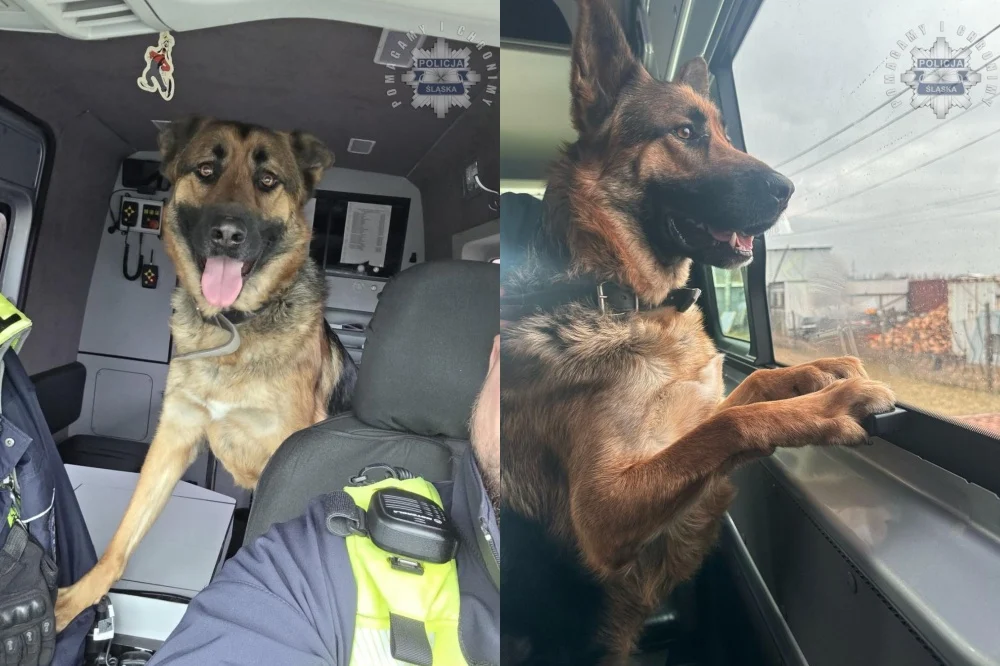 Policjanci z Śląska pomogli zbłąkanemu psu na DK-44