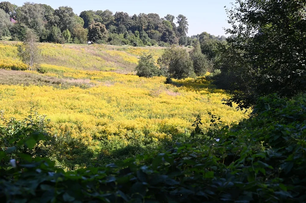 Dolina Bytomki odżyje! Ruda Śląska pozyskała 19 mln zł na jej renaturyzację
