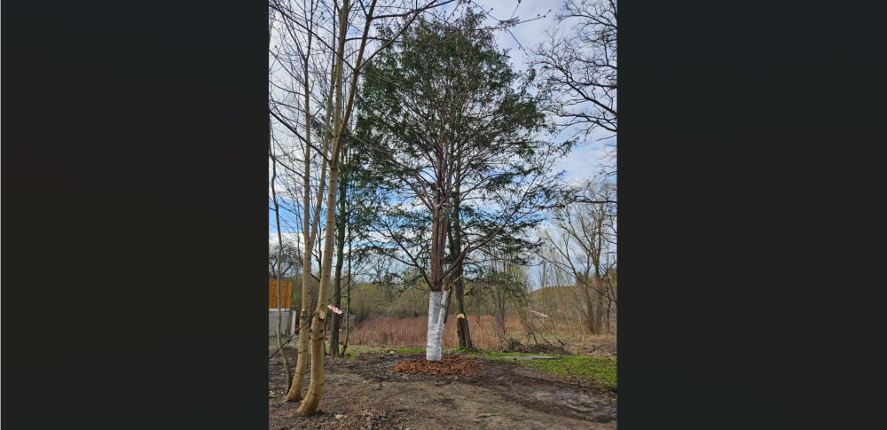 200-letni cis przesadzony. Uratowano go przed wycinką