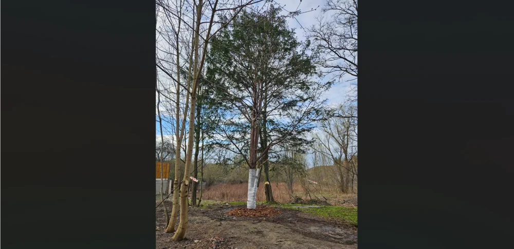 200-letni cis przesadzony. Uratowano go przed wycinką