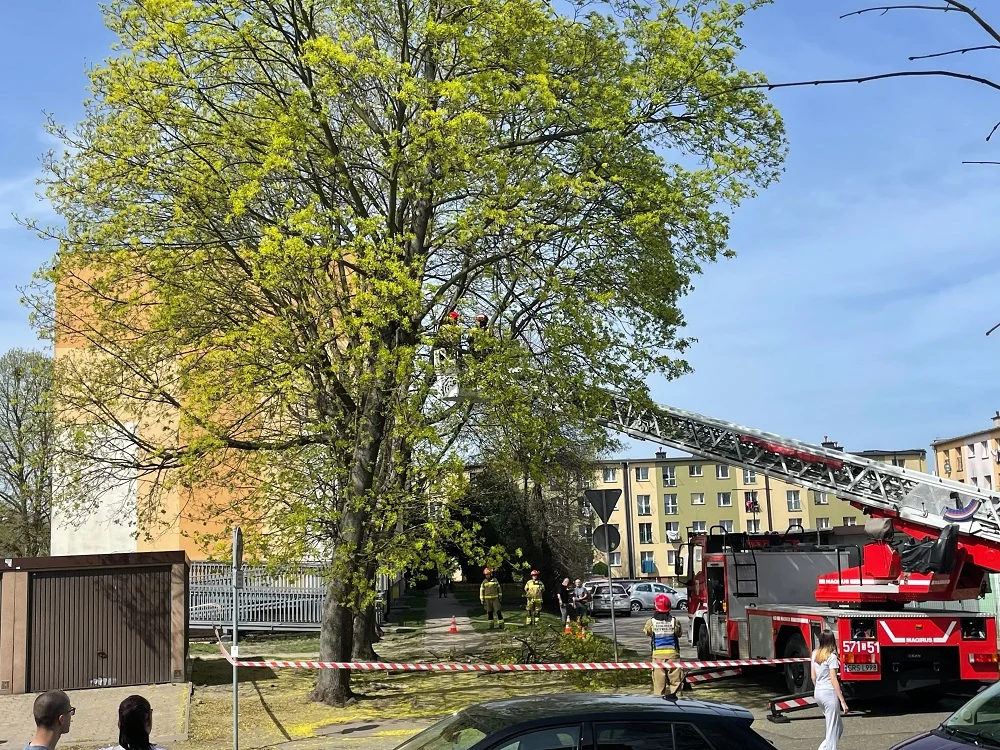 Niebezpieczny konar na Olszynowej. Strażacy działają z drabiną