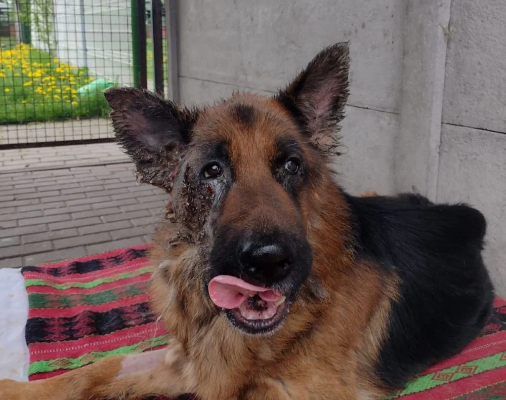 Wychudzony i schorowany – „Fauna” szuka właściciela zaniedbanego owczarka niemieckiego