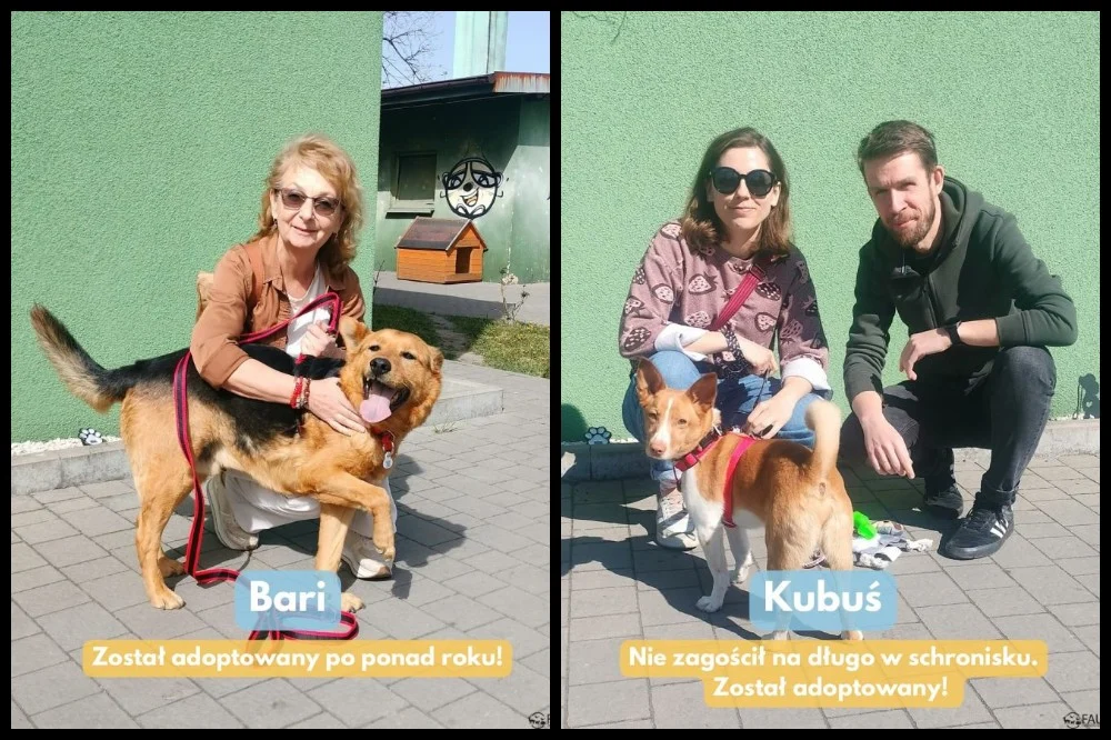 Adopcyjne podsumowanie – kolejne zwierzaki w nowych domach!