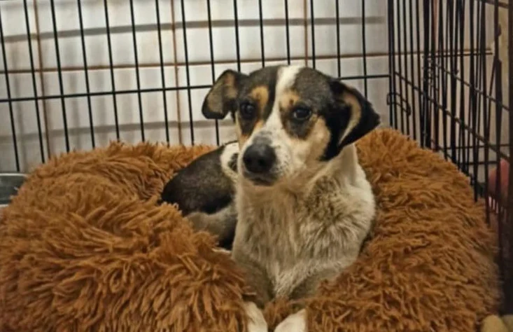 Policjant z Siemianowic na urlopie ratuje bezdomną suczkę