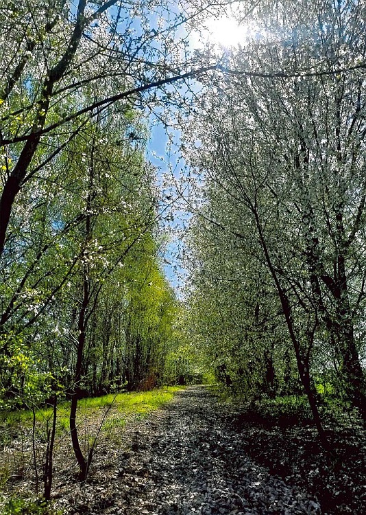 Dzień Ziemi: Wyniki konkursu „Moje Zielone Piekary”