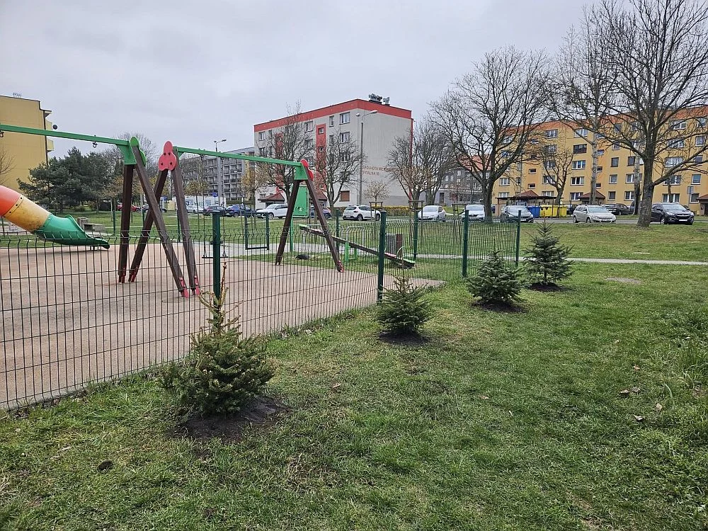 Nowe życie dla choinek – pierwsze nasadzenia w Piekarach Śląskich