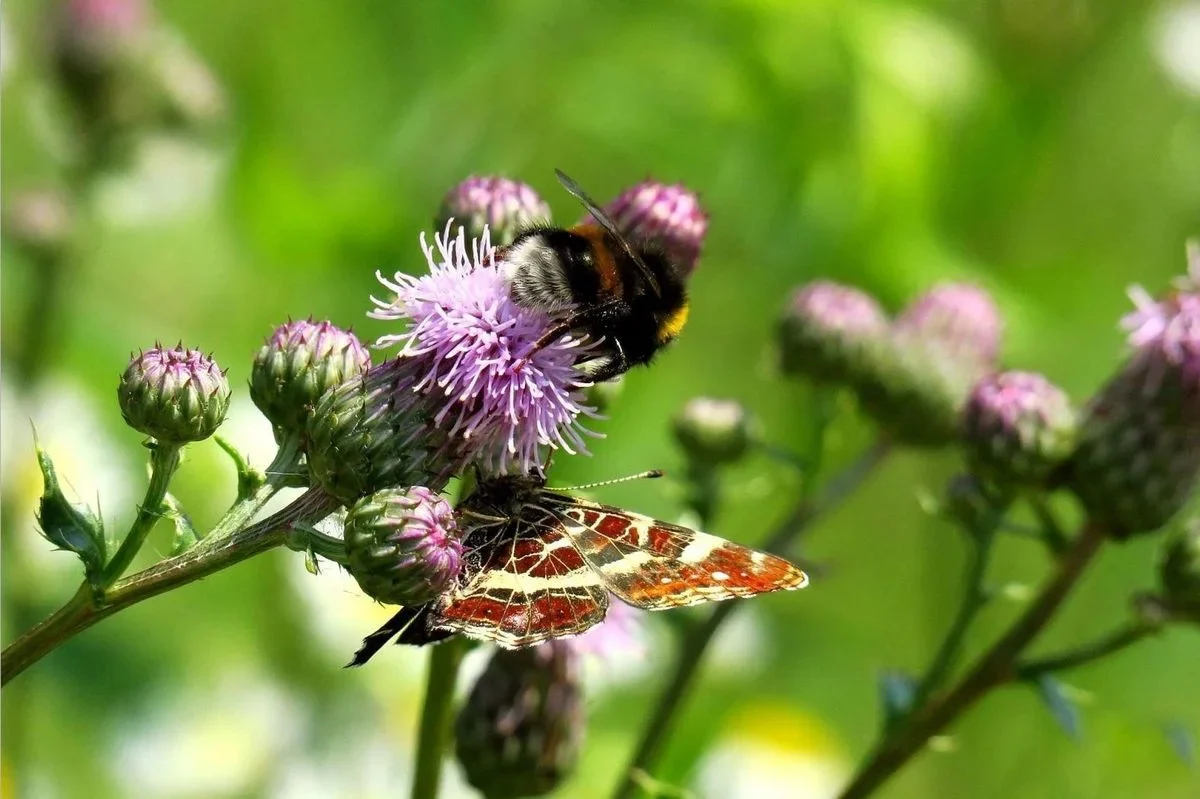 Oddaj elektrośmieci, odbierz nasiona – Rybnik z ekologiczną inicjatywą