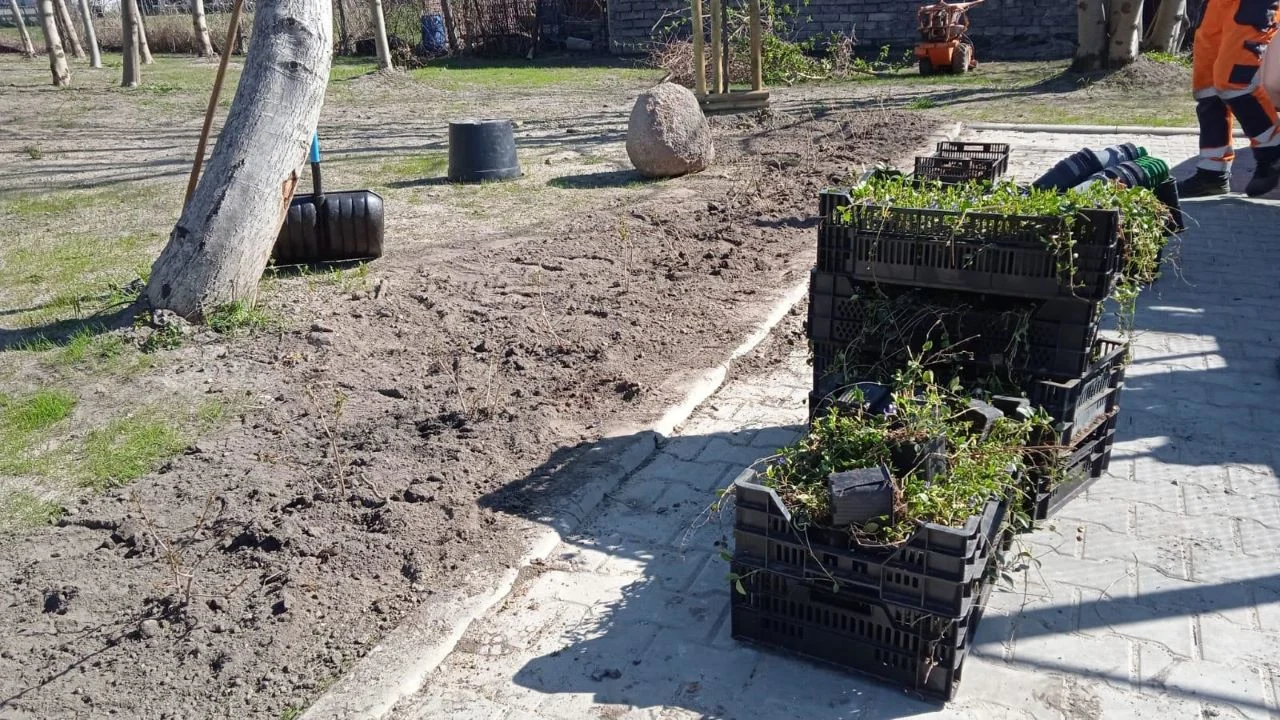 Ponad 2 000 roślin na łączniku w Ostropie. Zaraz się zazieleni!