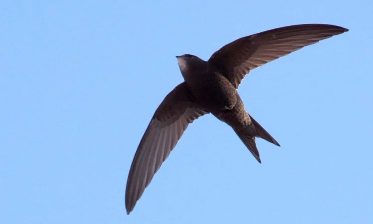 Skrzydlaci poskramiacze komarów w akcji: Sosnowiec ponownie stawia na jerzyki