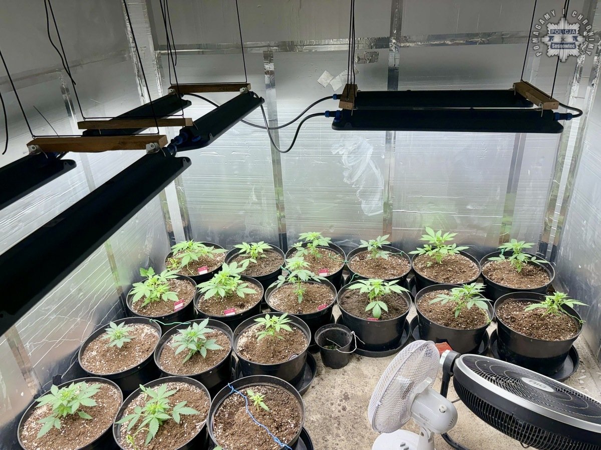 Sosnowieccy mundurowi zlikwidowali domową plantację konopi