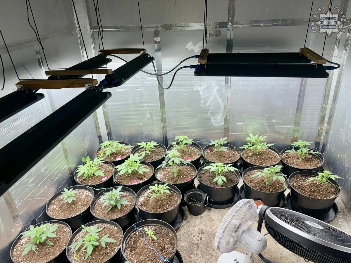 Sosnowieccy mundurowi zlikwidowali domową plantację konopi