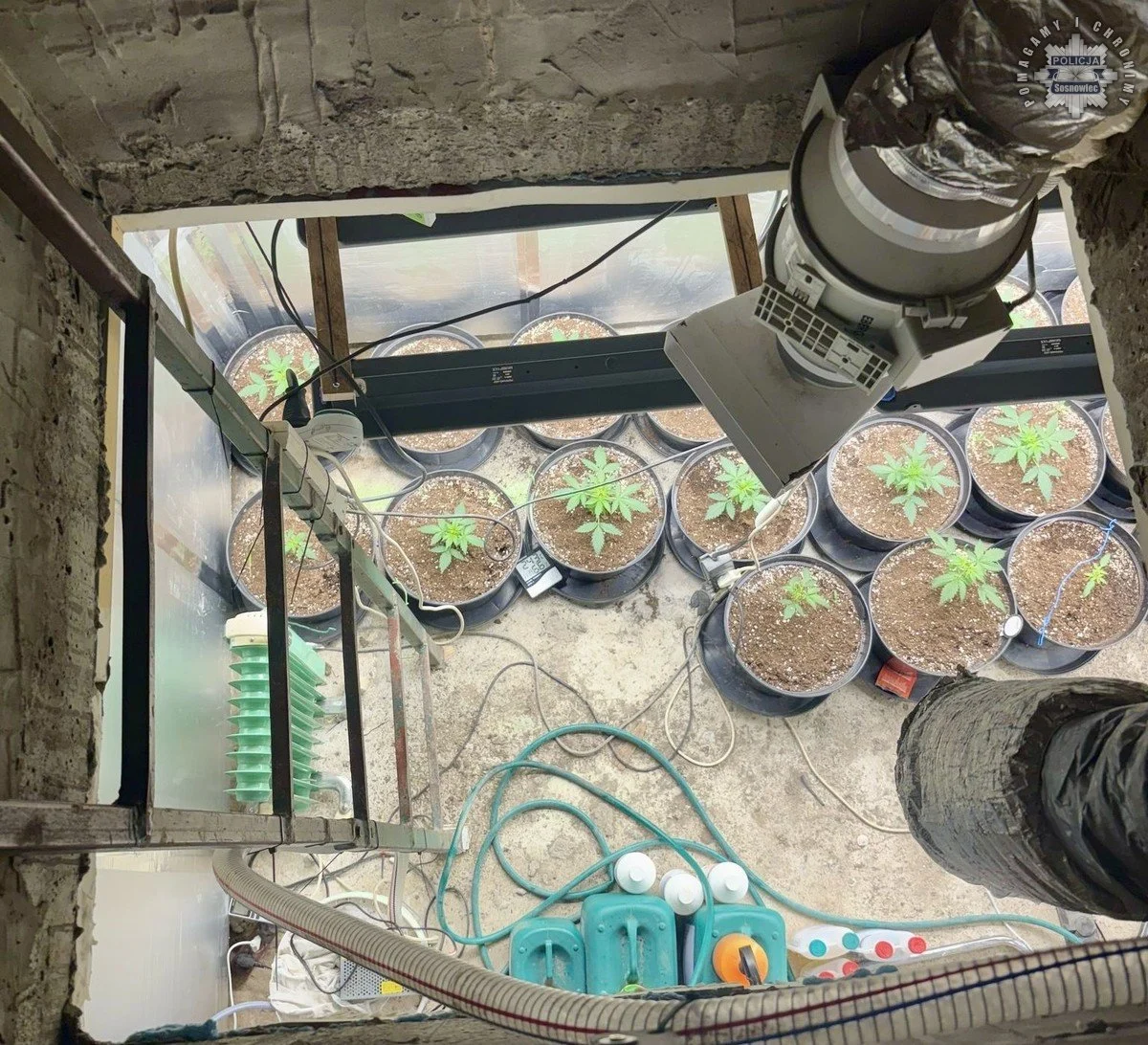 Sosnowieccy mundurowi zlikwidowali domową plantację konopi