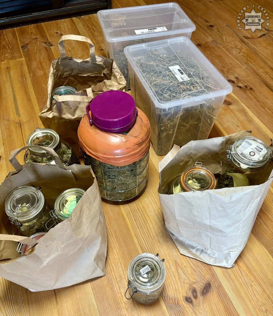 Sosnowieccy mundurowi zlikwidowali domową plantację konopi