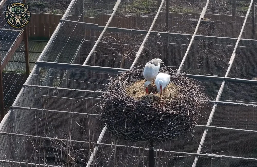 Bociani cud w Mikołowie! Cztery jaja w gnieździe bocianów białych w Leśnym Pogotowiu
