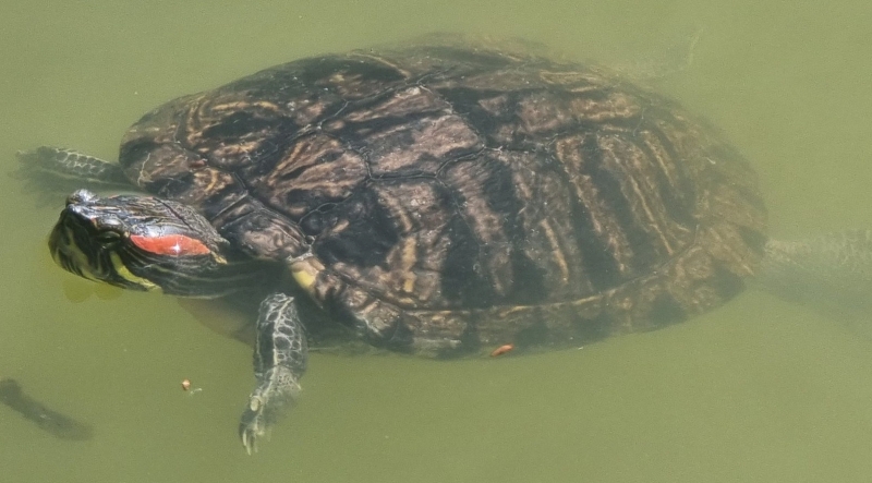 Katowice walczą z inwazyjnymi żółwiami. Działania zaradcze rozpoczęte!
