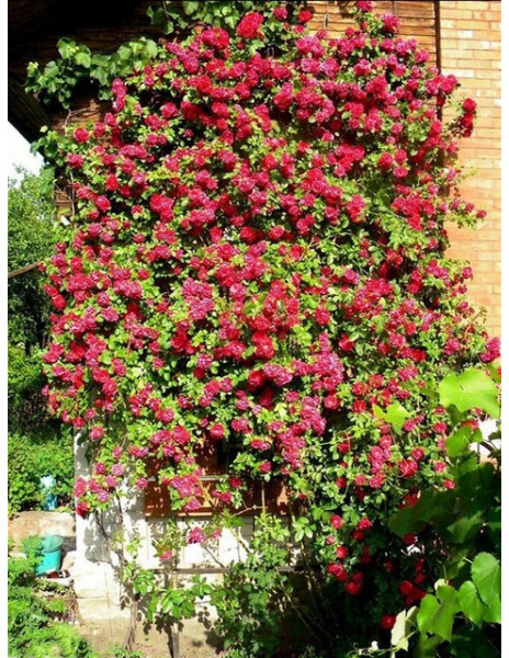 Jak stworzyć domowy ogródek z różami? Instrukcja krok po kroku