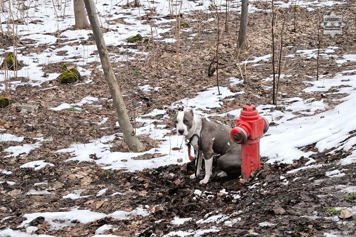 Znęcanie się nad zwierzętami w Świętochłowicach. Porzucił psa przywiązując go do hydrantu