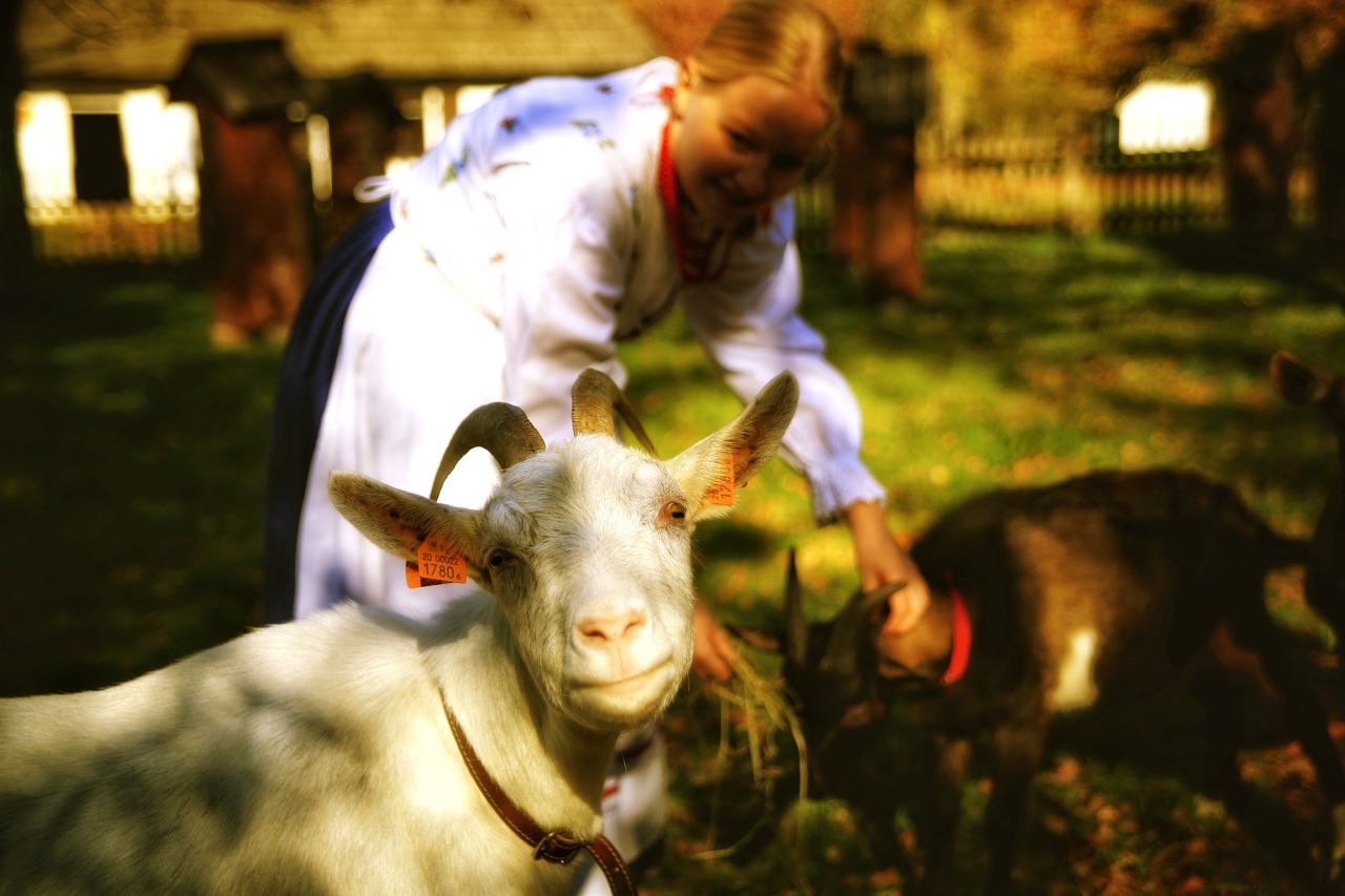 Skansen zaprasza na pierwszy wiosenny etnospacer w tym roku "Zagroda pełna zwierząt"