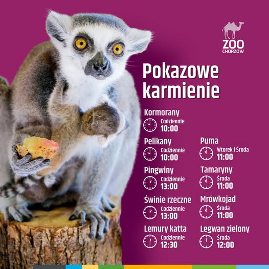 Nowość w Śląskim Ogrodzie Zoologicznym: ruszają pokazowe karmienia