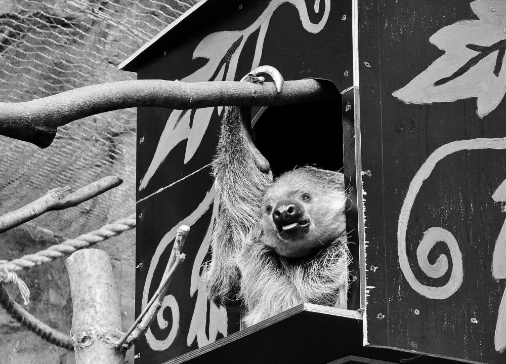 Odeszła 34-letnia samica leniwca. Przybyła do śląskiego ZOO w lutym tego roku