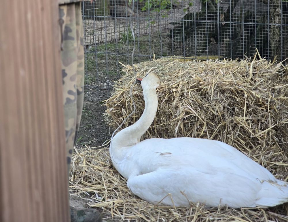 Kolejny schorowany łabędź na Amelungu. Zwierzę trafiło do Leśnego Pogotowia