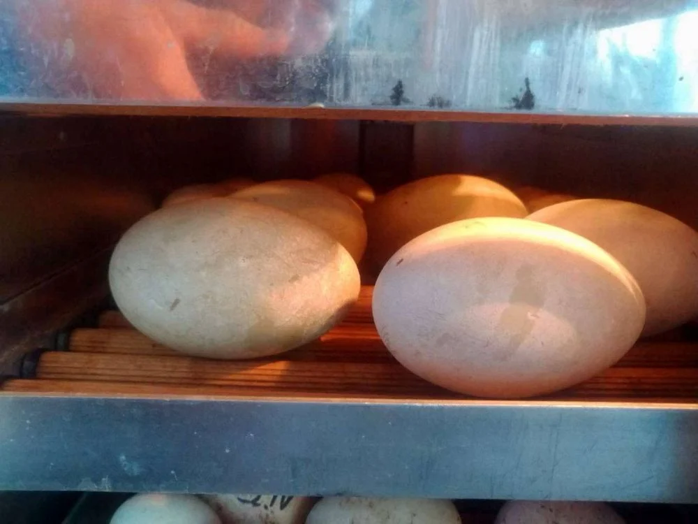 Wyłowiona z Amelungu łabędzica nie żyje. Uratowano jej jaja