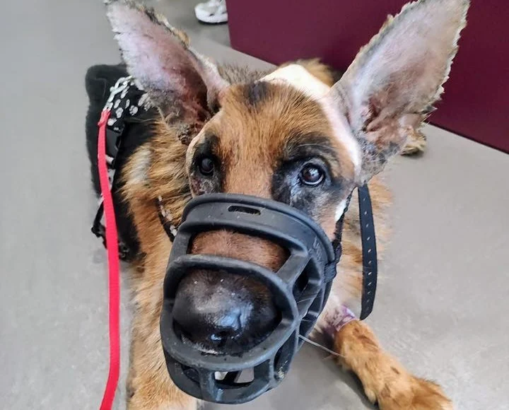 Wesprzyj psa Uziego w walce o zdrowie