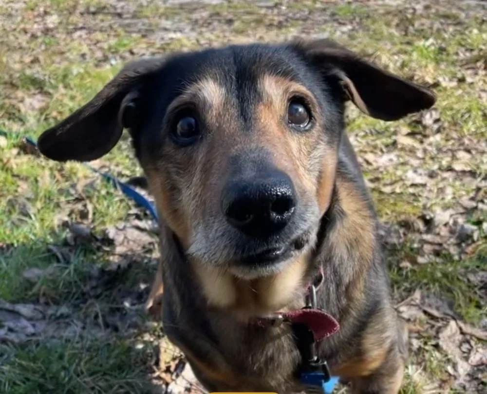 Kolejne psiaki z Fauny w nowych domach!