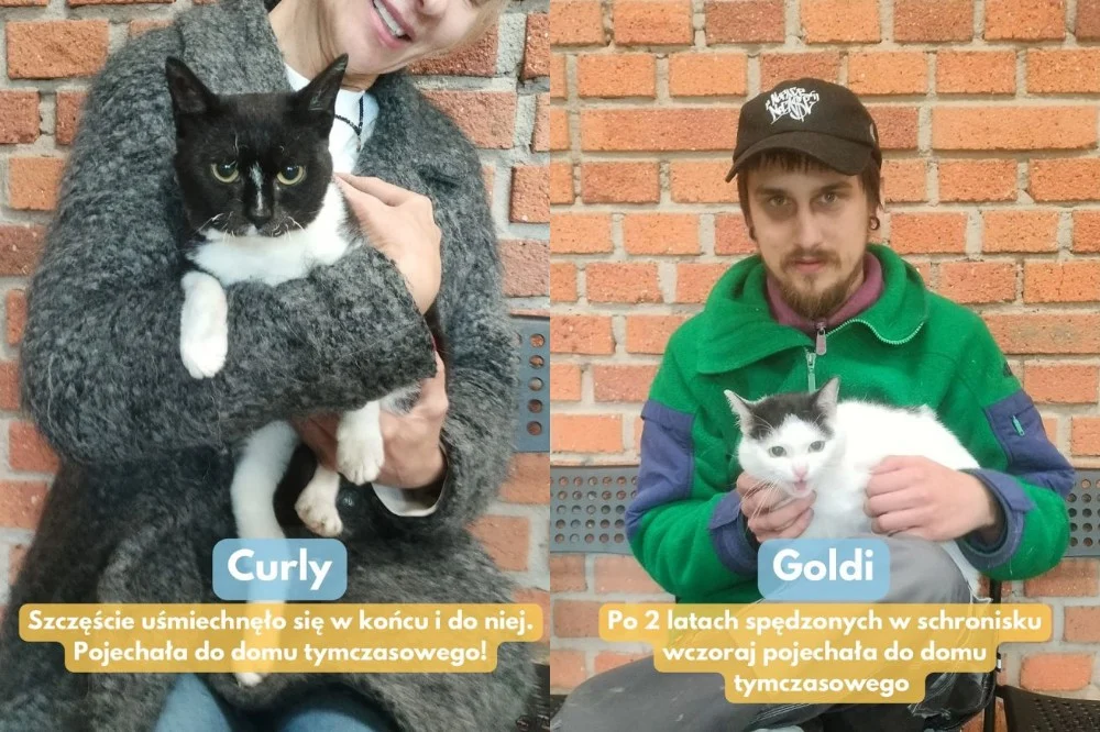 5 kotów z Fauny znalazło nowe domy!