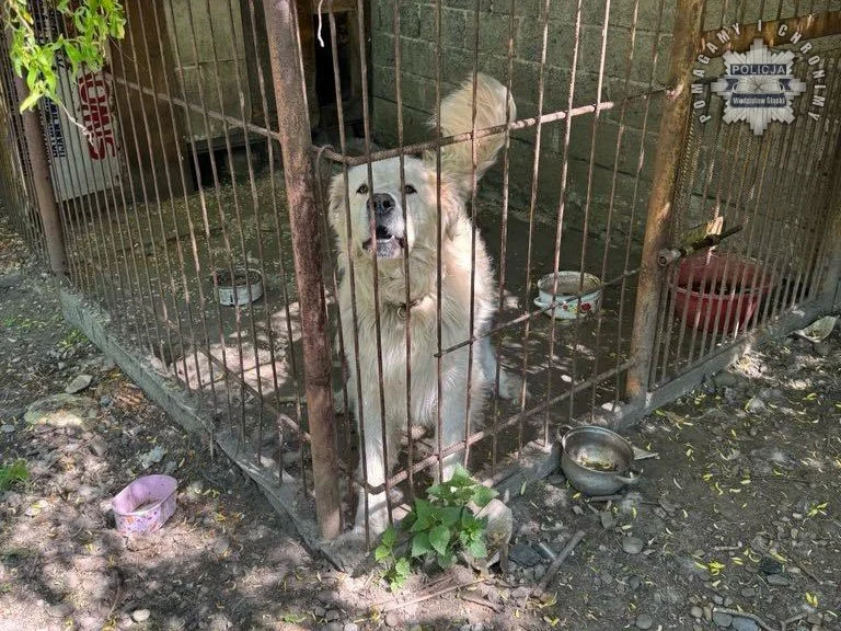 Dramatyczny atak psa na 10-latka w Turzy Śląskiej – chłopiec przeszedł operację