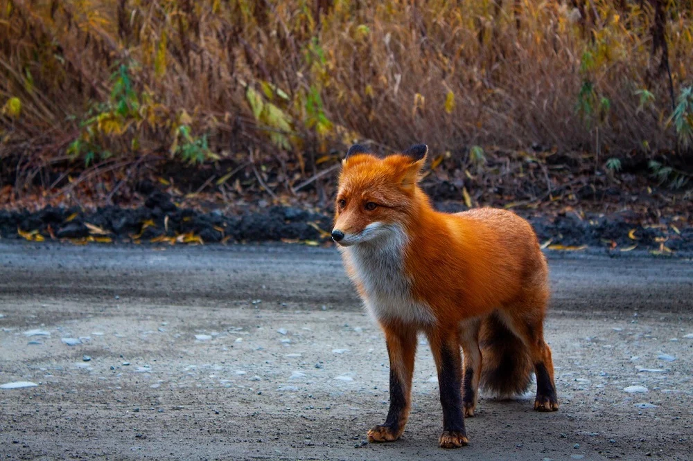 Uwaga na dzikie zwierzęta! Policja apeluje o ostrożność na drogach