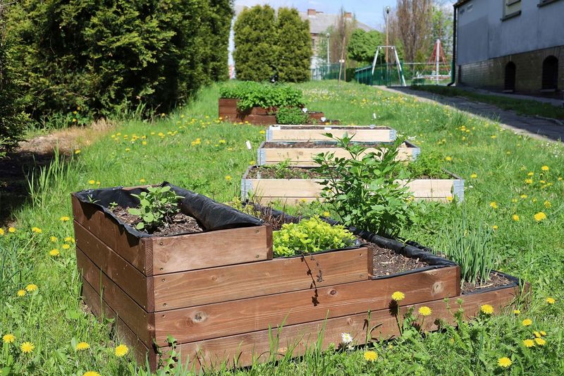 Ogródki przyszkolne w Rybniku – krok w stronę zielonej edukacji i integracji społecznej