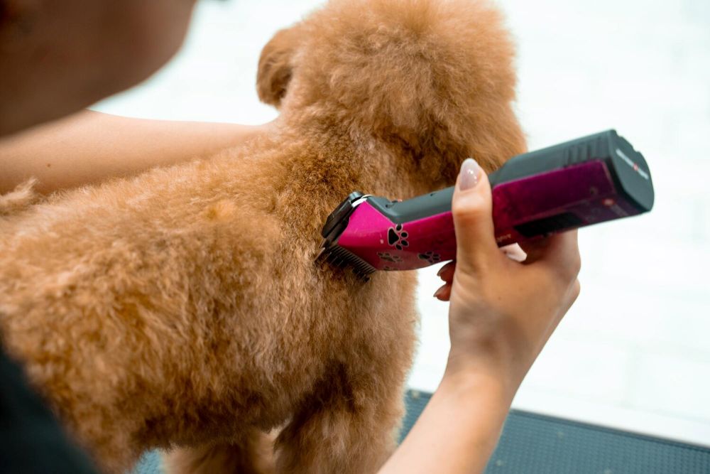 Profesjonalne trymery dla psów - kiedy warto zainwestować?