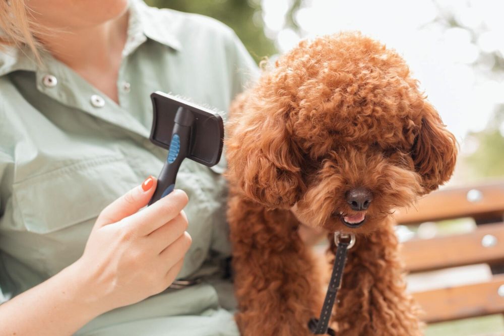 Jak prawidłowo używać szczotki pudlówki u psa?