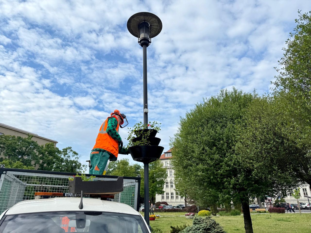 Gliwice rozkwitają! 2000 pelargonii ozdobi rynek, skwery i główne ulice miasta