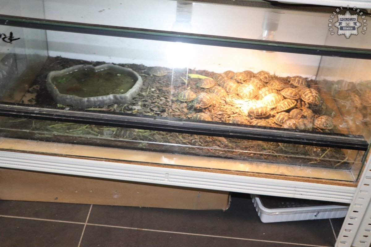 Policja bada przypadki złego traktowania egzotycznych zwierząt w sklepie