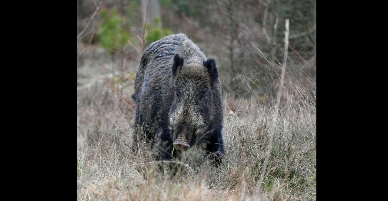 Na ulicy Chorzowskiej doszło do zdarzenia drogowego z udziałem dzika