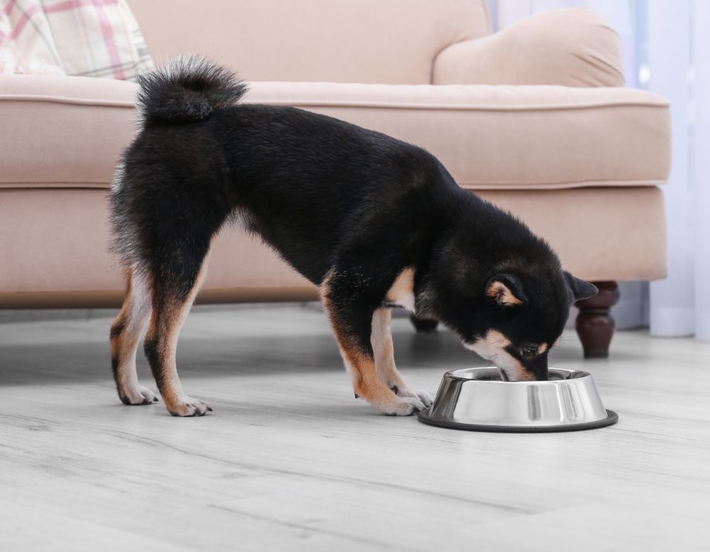 Jaka karma jest odpowiednia dla mniejszego psa? Jak nie przesadzić z ilością jedzenia?