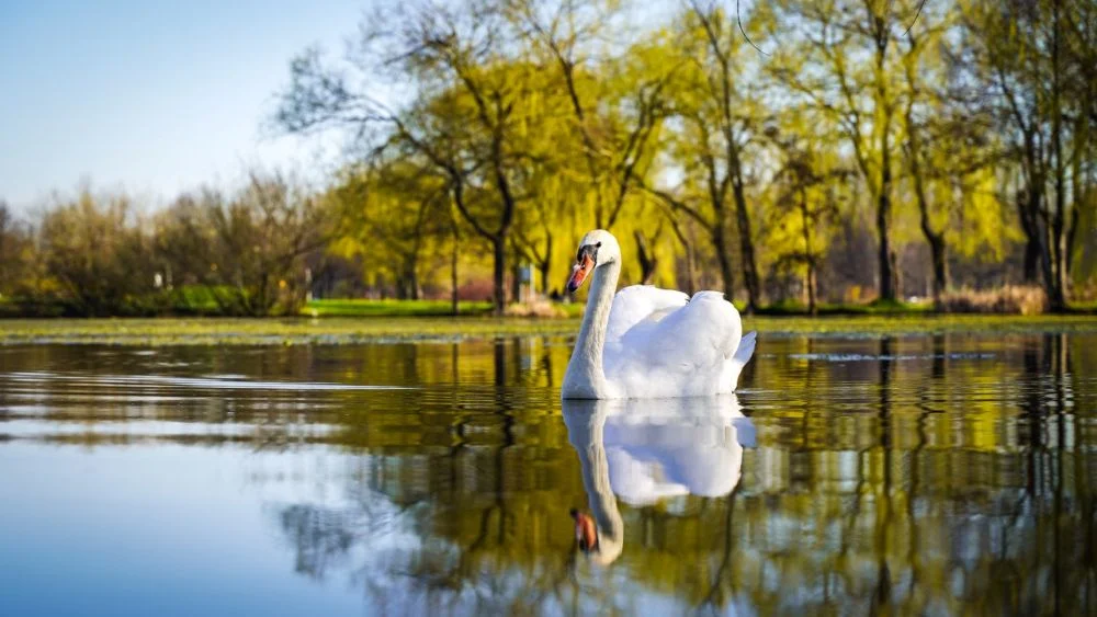 Retencja, edukacja, działanie. Katowice stawiają na wodę
