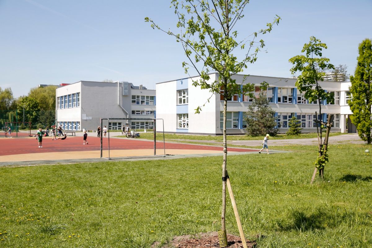 Blisko 1200 nowych drzew w Katowicach. Zwiększenie zieleni w pobliżu szkół i osiedli