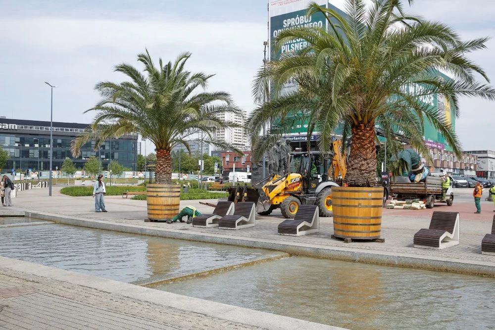 Miejskie palmy wracają do Katowic!