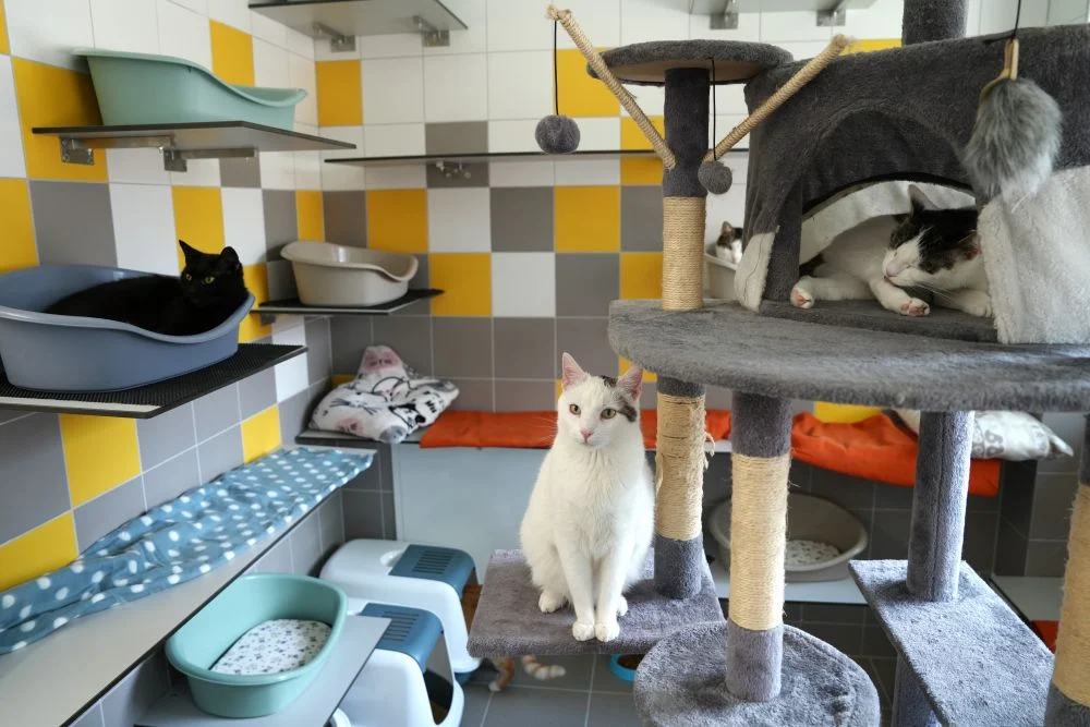 Koty z Katowic zyskują nowy dom. Otwarto nowoczesny pawilon w schronisku!