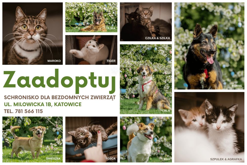 Koty z Katowic zyskują nowy dom. Otwarto nowoczesny pawilon w schronisku!