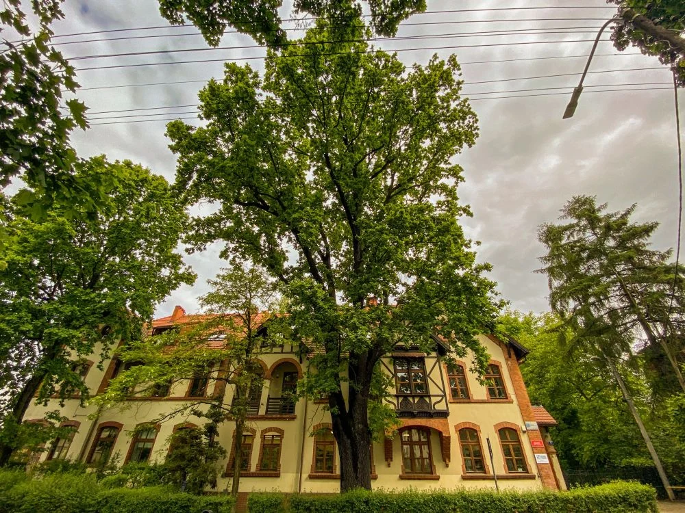 Katowice z nowymi pomnikami przyrody. Wyjątkowe drzewa pod ochroną