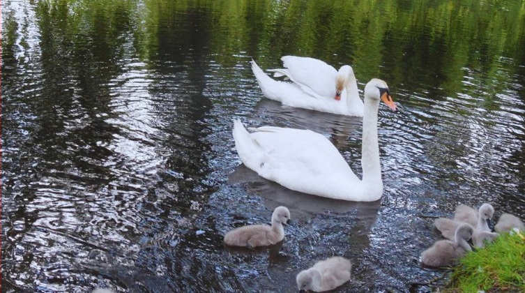 Tragedia na Amelungu w Chorzowie. Drugi łabędź nie przeżył. Miasto reaguje