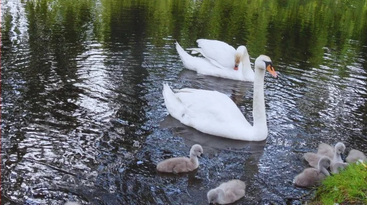 Tragedia na Amelungu w Chorzowie. Drugi łabędź nie przeżył. Miasto reaguje