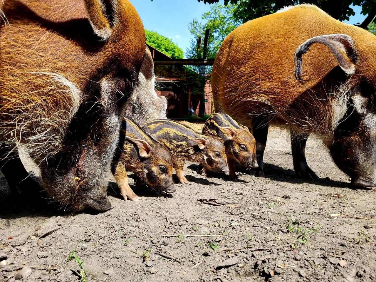 W Śląskim Ogrodzie Zoologicznym na świat przyszły trzy małe świnki rzeczne
