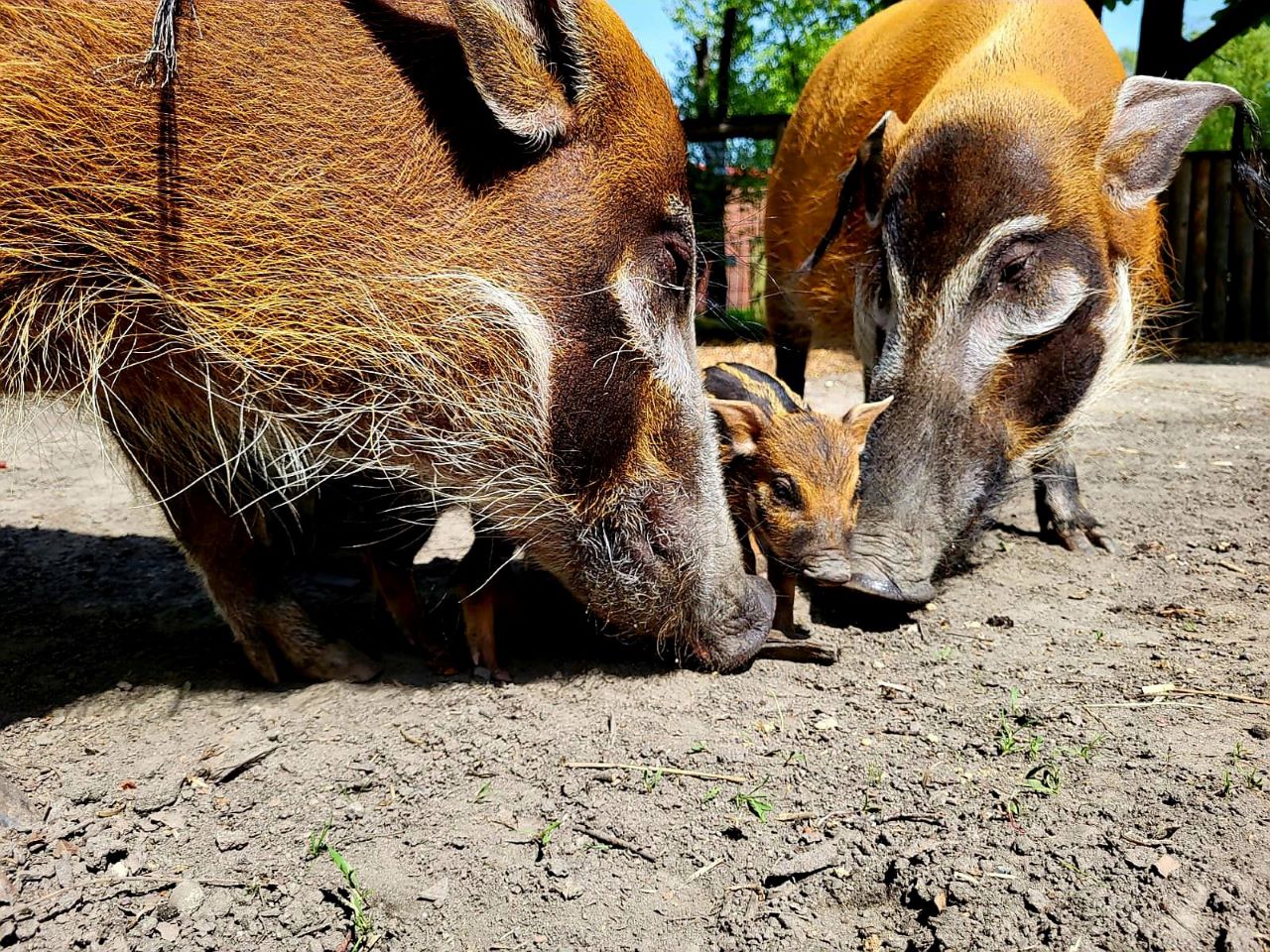 W Śląskim Ogrodzie Zoologicznym na świat przyszły trzy małe świnki rzeczne